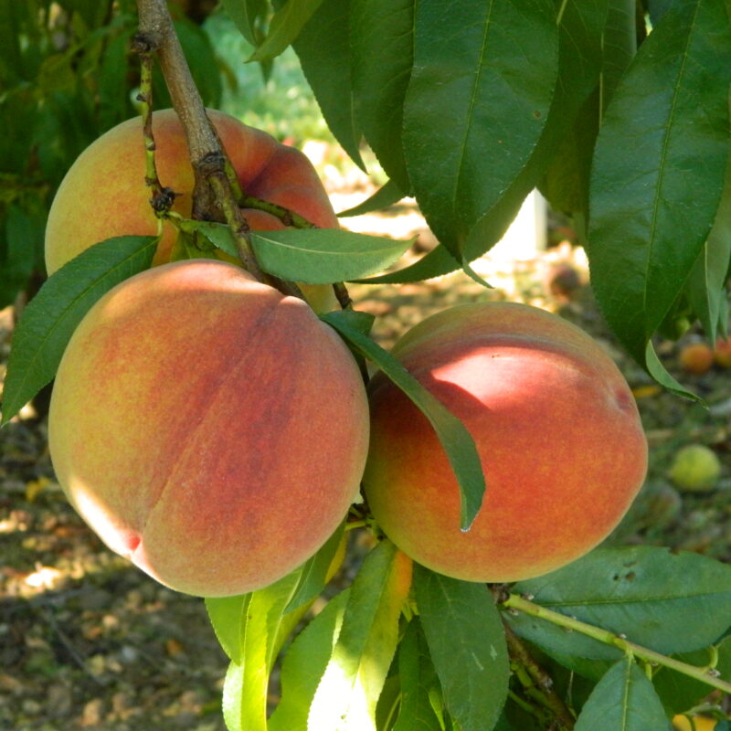 peach cluster